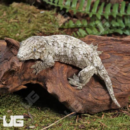 Baby Leachianus Geckos (Rhacodactylus leachianus) For Sale - Underground Reptiles