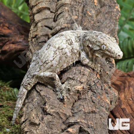 Baby Leachianus Geckos (Rhacodactylus leachianus) For Sale - Underground Reptiles