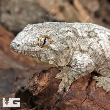 Baby Leachianus Geckos (Rhacodactylus leachianus) For Sale - Underground Reptiles