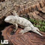 Baby Leachianus Geckos (Rhacodactylus leachianus) For Sale - Underground Reptiles