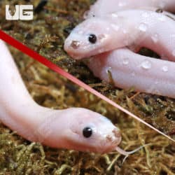 Baby Leucistic Puff Faced Water Snake Pair (Homalopsis buccata) For Sale - Underground Reptiles