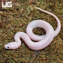 Baby Leucistic Puff Faced Water Snake Pair (Homalopsis buccata) For Sale - Underground Reptiles