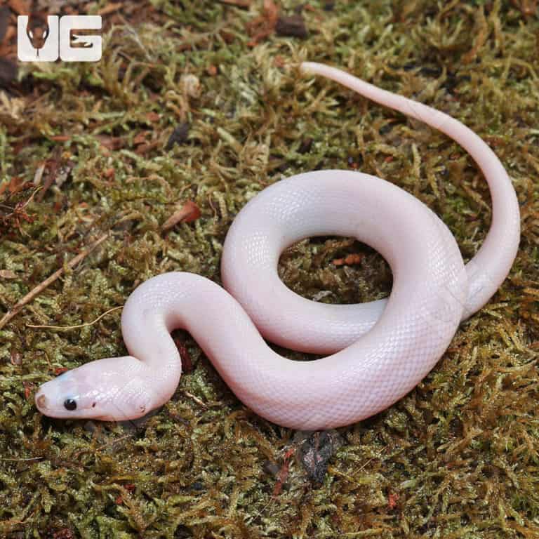 Baby Leucistic Puff Faced Water Snake Pair (Homalopsis buccata) For ...