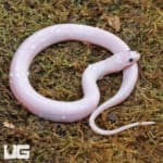 Baby Leucistic Puff Faced Water Snake Pair (Homalopsis buccata) For Sale - Underground Reptiles