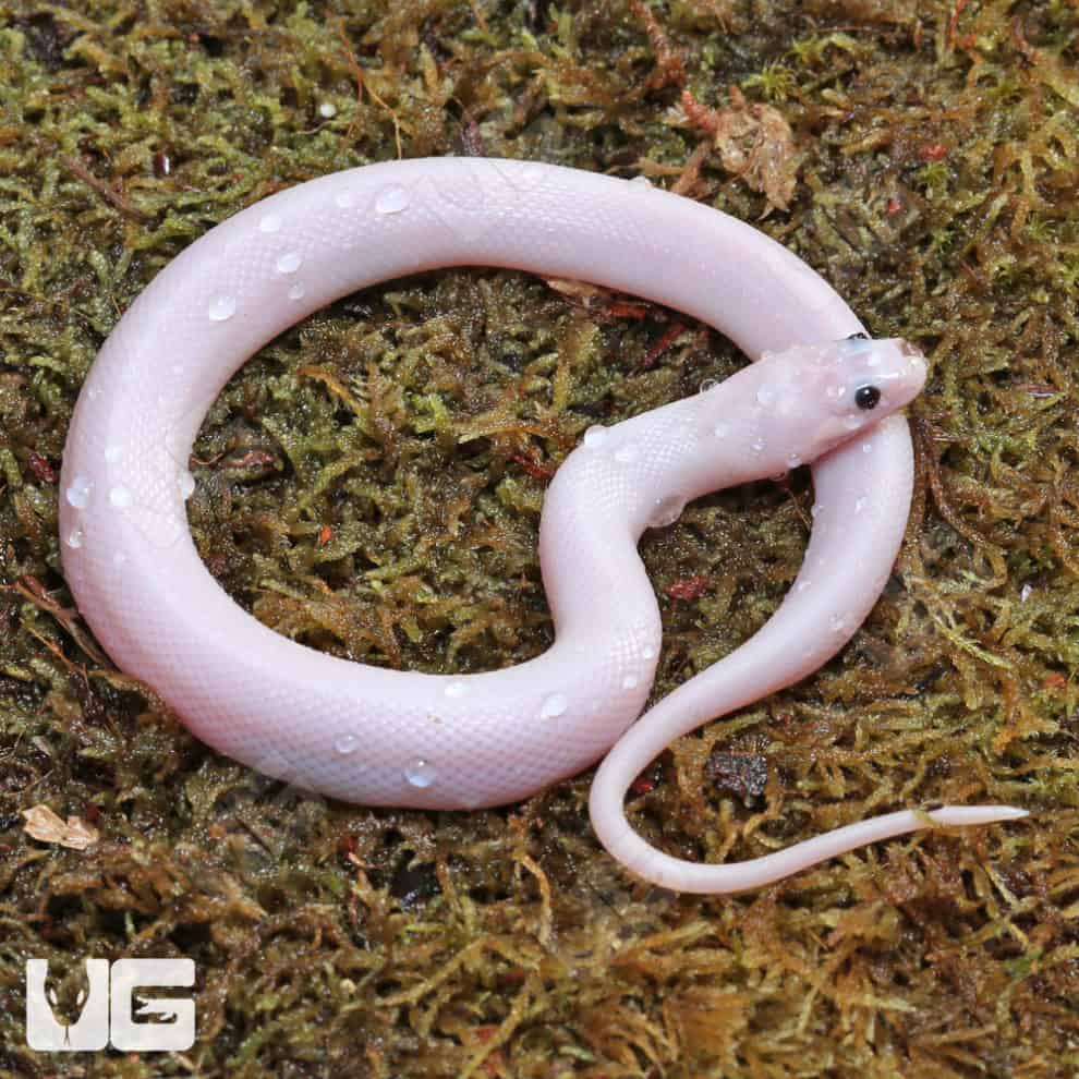 Baby Leucistic Puff Faced Water Snake Pair (Homalopsis buccata) For ...