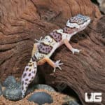 Baby Albino Mack Snow Leopard Geckos (Eublepharis macularius) for sale