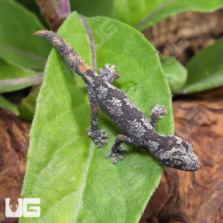 Baby Northern Spiny Tail Geckos (Strophurus Ciliaris) For Sale - Underground Reptiles