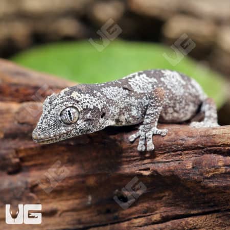 Baby Northern Spiny Tail Geckos (Strophurus Ciliaris) For Sale - Underground Reptiles