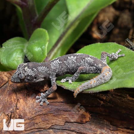 Baby Northern Spiny Tail Geckos (Strophurus Ciliaris) For Sale - Underground Reptiles