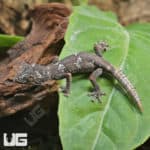 Baby Northern Spiny Tail Geckos (Strophurus Ciliaris) For Sale - Underground Reptiles