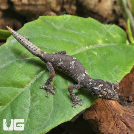 Baby Northern Spiny Tail Geckos (Strophurus Ciliaris) For Sale - Underground Reptiles