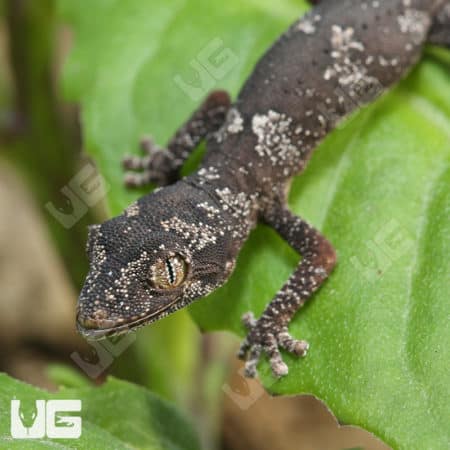 Baby Northern Spiny Tail Geckos (Strophurus Ciliaris) For Sale - Underground Reptiles