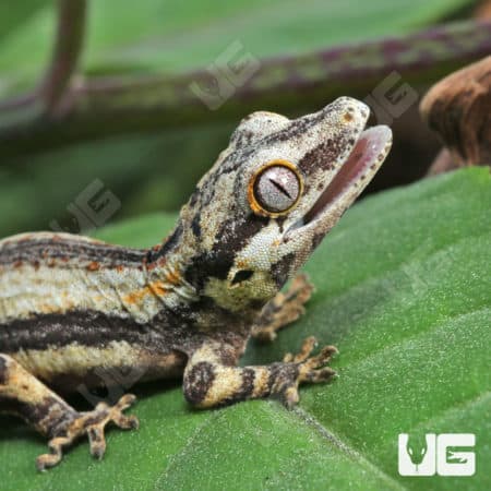 Baby Oreo Gargoyle Gecko (Rhacodactylus auriculatus) For Sale - Underground Reptiles