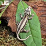 Baby Oreo Gargoyle Gecko (Rhacodactylus auriculatus) For Sale - Underground Reptiles