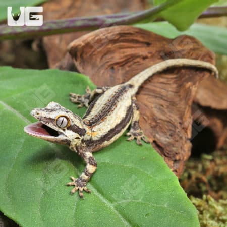 Baby Oreo Gargoyle Gecko (Rhacodactylus auriculatus) For Sale - Underground Reptiles