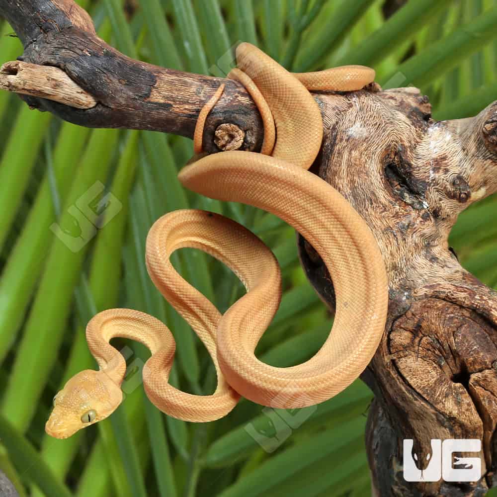 Baby Patternless Yellow Colored Amazon Tree Boas (Corallus hortulanus) For Sale - Underground Reptiles