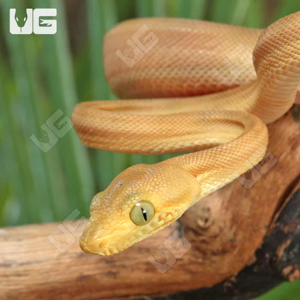 Baby Patternless Yellow Colored Amazon Tree Boas (Corallus hortulanus) For Sale - Underground Reptiles