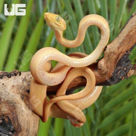 Baby Patternless Yellow Colored Amazon Tree Boas (Corallus hortulanus) For Sale - Underground Reptiles
