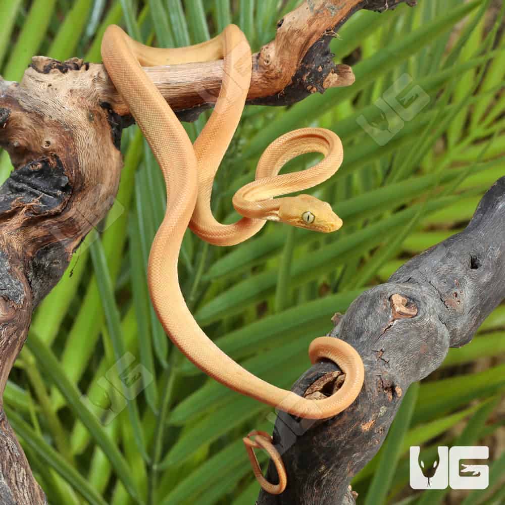 Baby Patternless Yellow Colored Amazon Tree Boas (Corallus hortulanus) For Sale - Underground Reptiles