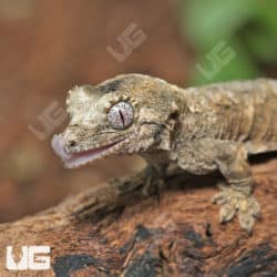 Baby Pine Island Chahoua Geckos (Rhacodactylus chahoua) For Sale - Underground Reptiles