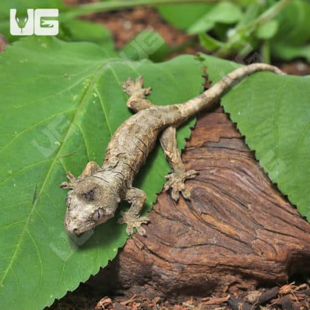 Baby Pine Island Chahoua Geckos (Rhacodactylus chahoua) For Sale - Underground Reptiles