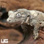 Baby Pine Island Chahoua Geckos (Rhacodactylus chahoua) For Sale - Underground Reptiles