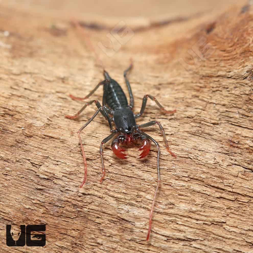 Malaysian Vinegaroons For Sale Underground Reptiles