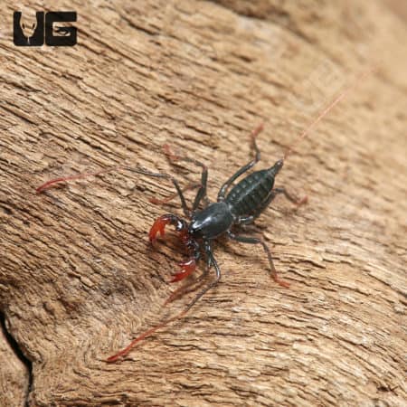 Baby Thai Red Leg Vinegaroons (Typopeltis sp.) For Sale - Underground Reptiles