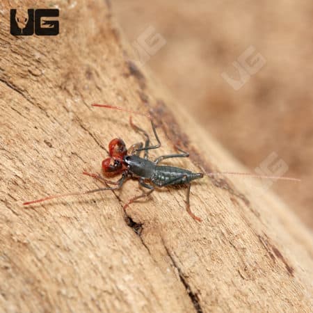 Baby Thai Red Leg Vinegaroons (Typopeltis sp.) For Sale - Underground Reptiles