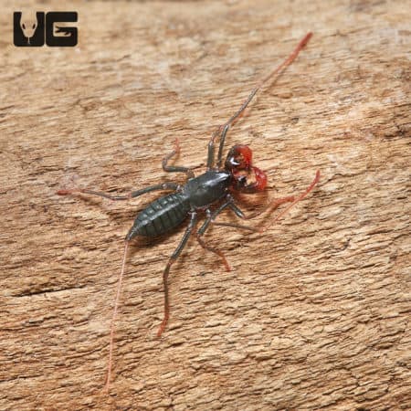 Baby Thai Red Leg Vinegaroons (Typopeltis sp.) For Sale - Underground Reptiles