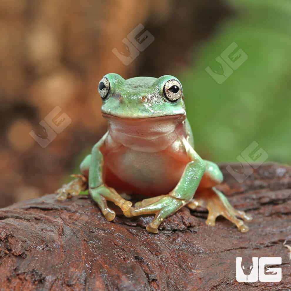 Baby Snowflake Australian Blue Dumpy Tree Frog Litoria caerulea ...