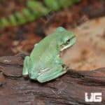 Baby Snowflake Australian Blue Dumpy Tree Frog (Litoria caerulea) - Underground Reptiles