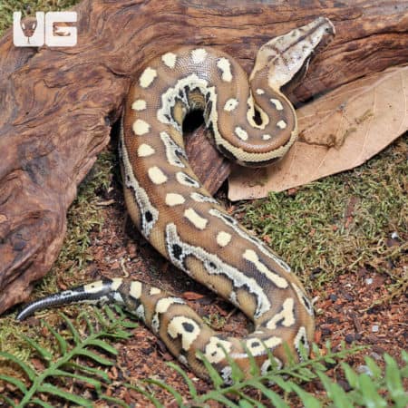 Baby Sumatran Blood Python (Python brongersmai) For Sale - Underground Reptiles