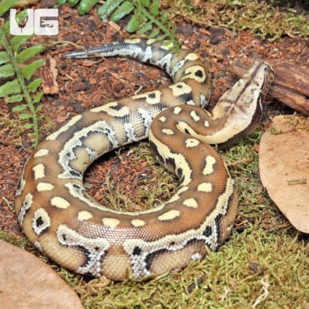 Baby Sumatran Blood Python (Python brongersmai) For Sale - Underground Reptiles