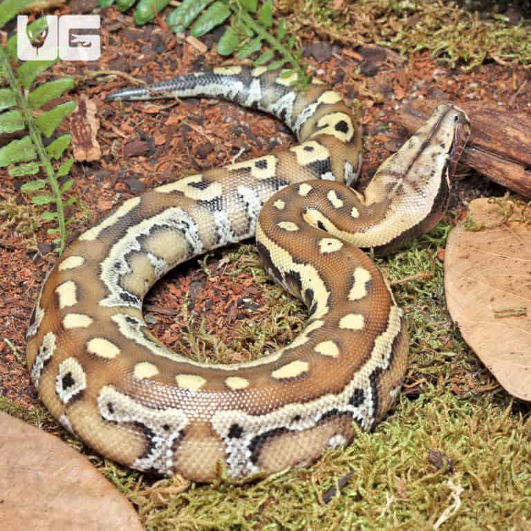 Baby Sumatran Blood Python For Sale - Underground Reptiles