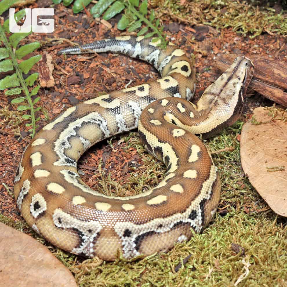 Baby Sumatran Blood Python For Sale - Underground Reptiles