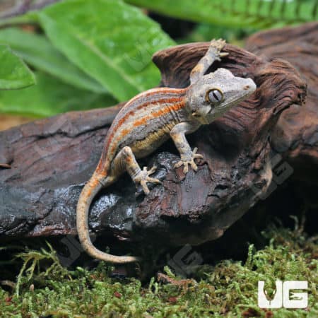 Baby Tri Striped Gargoyle Gecko (Rhacodactylus auriculatus) For Sale - Underground Reptiles