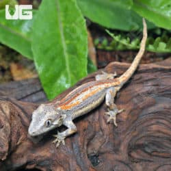 Baby Tri Striped Gargoyle Gecko (Rhacodactylus auriculatus) For Sale - Underground Reptiles