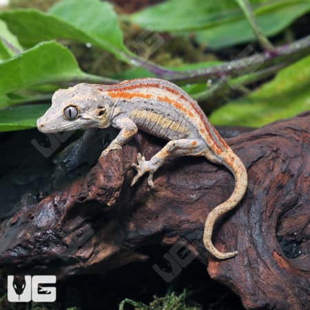 Baby Tri Striped Gargoyle Gecko (Rhacodactylus auriculatus) For Sale - Underground Reptiles