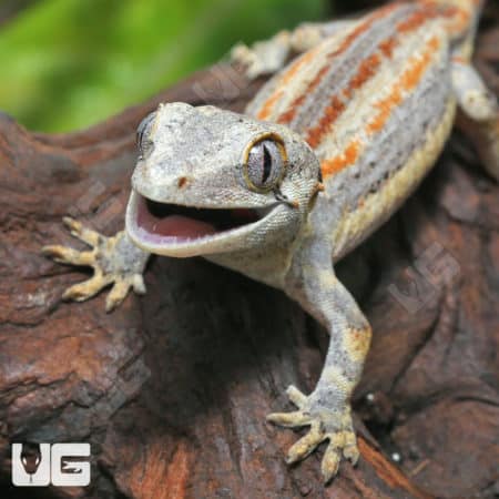 Baby Tri Striped Gargoyle Gecko (Rhacodactylus auriculatus) For Sale - Underground Reptiles