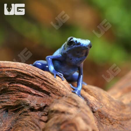 Blue Sipaliwini Tinctorius Dart Frogs (Dendrobates tinctoriou) for sale