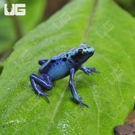 Blue Sipaliwini Tinctorius Dart Frogs (Dendrobates tinctoriou) for sale