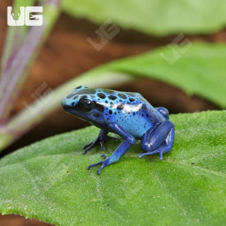 Blue Sipaliwini Tinctorius Dart Frogs (Dendrobates tinctoriou) for sale
