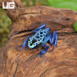 Blue Sipaliwini Tinctorius Dart Frogs (Dendrobates tinctoriou) for sale