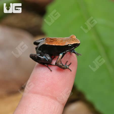 Bronze Mantellas (Mantella betsileo) for sale