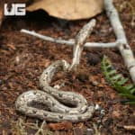 Baby San Isabel Island Ground Boas (Candoia carinata paulsoni) For Sale - Underground Reptiles