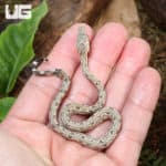 Baby San Isabel Island Ground Boas (Candoia carinata paulsoni) For Sale - Underground Reptiles