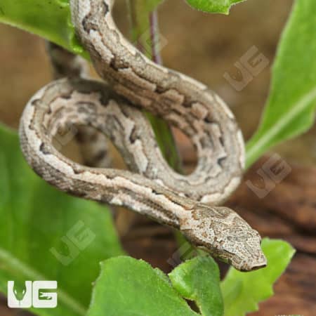 Baby San Isabel Island Ground Boas (Candoia carinata paulsoni) For Sale - Underground Reptiles
