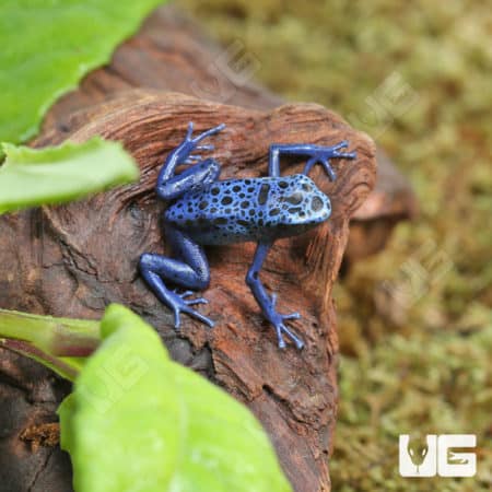 Blue Azureus Tinctorius Dart Frogs (Dendrobates tinctorious) for sale