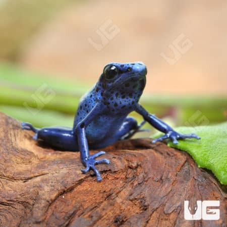 Blue Azureus Tinctorius Dart Frogs (Dendrobates tinctorious) for sale